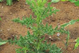 PEST MANAGEMENT PLAN Buttercup bush (Senna septemtrionalis) Californian thistle (Cirisum arvense) Pea-like,