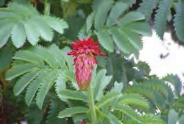 Cape honey flower (Melianthus major) Dark reddish-brown, foul-smelling (Jul-Apr) Inflated