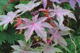 Castor oil plant (Ricinus communis) Red clustered in heads (Dec-Feb) Soft spiny capsules with