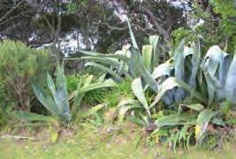 Auckland Council Century plant (Agave americana) Yellow, on a flowering stalk <8m tall Black
