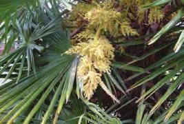 Shrub <3m Chinese windmill palm (Trachycarpus fortunei) Small (Nov-Jan), male flower yellow and