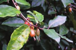 drupe-like fruit Oval, green above and scaly brown on undersides Scrambling shrub Photo: