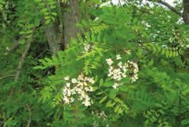 5mm Long, narrow (<60cm long, 1cm wide) Bamboo-like perennial grass <80cm False acacia (Robinia pseudoacacia) White