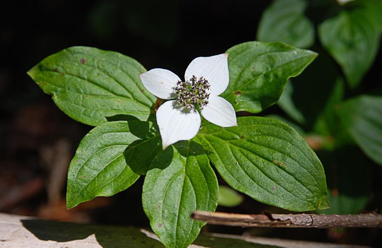 Soil: Moist, well drained Bloom Time: May - September Coast Strawberry (Fragaria vesca) Description: It is a trailing perennial with white flowers,
