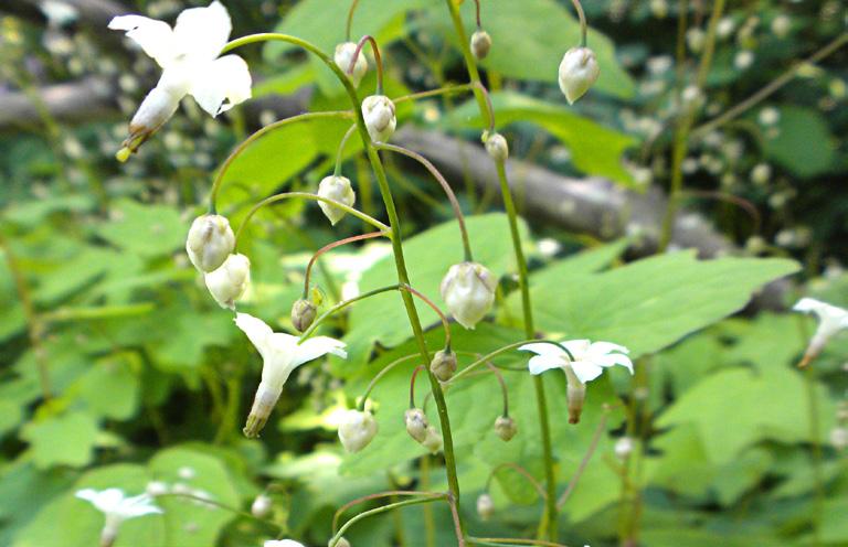 Soil: Moist Inside-Out Flower (Vancouveria hexandra) Description: This deciduous, rhizomatous perennial produces 10-30 dainty,