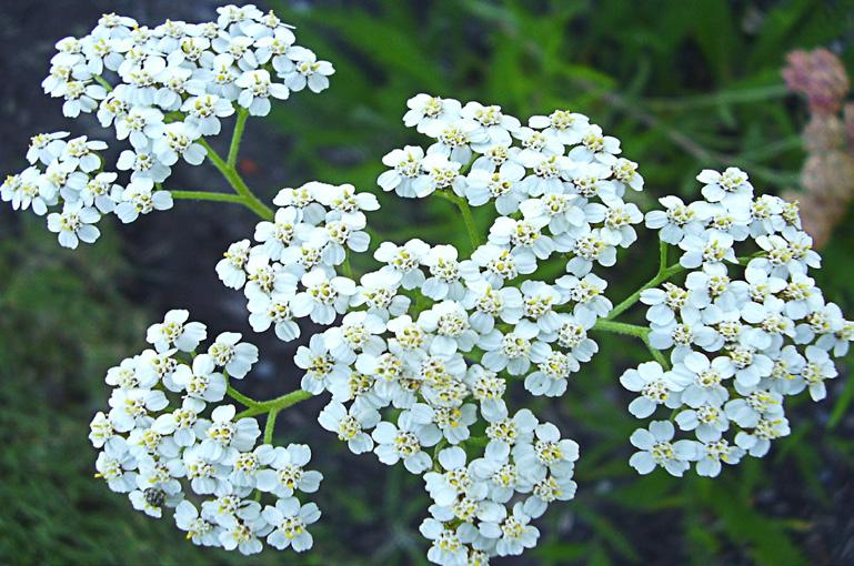 Flowering Plants, cont. Western Yarrow (Achillea millifolium) Description: Yarrow is a perennial with narrow fern-like leaves. Its small white flowers are arranged in large compact clusters.