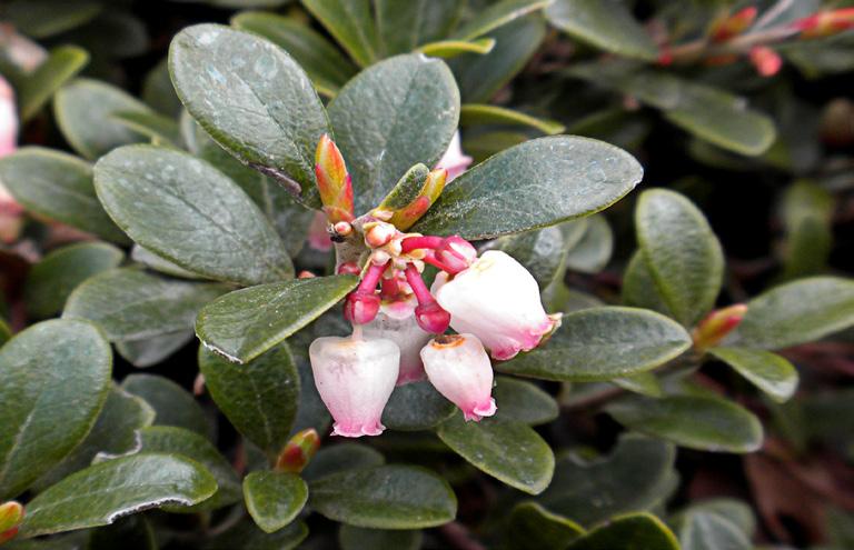 Soil: Moist, well drained Bloom Time: March - May Kinnikinnick (Arctostaphylos uva-ursi) Description: Kinnikinnick is a low spreading shrub with small clusters of light pink urn-shaped flowers near