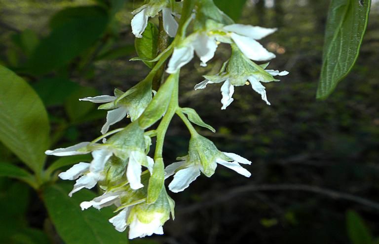 Soil: Moist to dry, well drained Bloom Time: March - June Oceanspray (Holodiscus discolor) Description: This multi-stemmed shrub with creamy white flowers is used for riparian restoration and