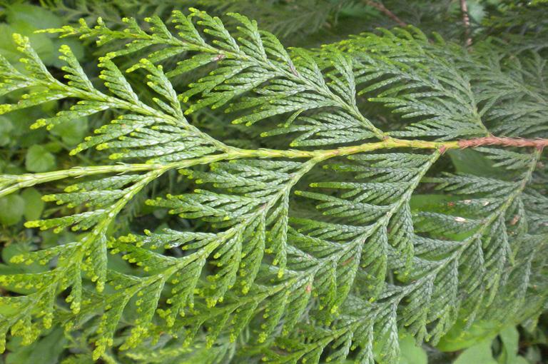 Soil: Fairly dry to wet sites Bloom Time: April Western Red Cedar (Thuja plicata) Description: Western red cedar is an excellent source of cover for wildlife as well as attracting