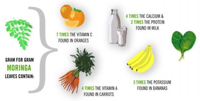 All parts are useful Food and Nutrition 17 TIMES THE ½ THE VITAMIN C OF CALCIUM & 9 TIMES THE PROTEIN OF MILK ORANGES 25 TIMES DRIE D 10 TIMES THE VITAMIN A OF CARROTS 15 TIMES THE THE IRON OF