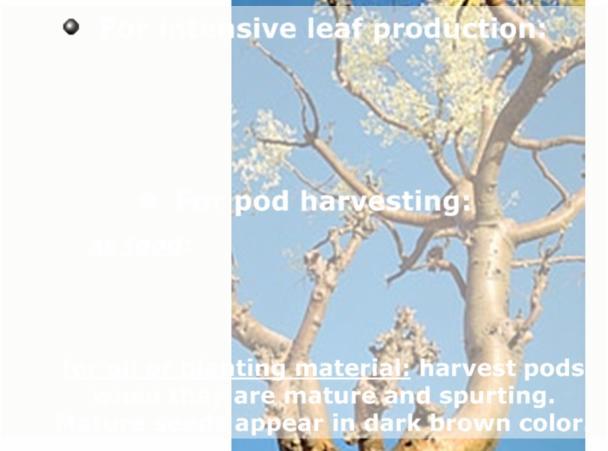Harvesting and Handling For intensive leaf production: harvest green matter when plants reach a height of 50 cm or more (every 35-40 days), cut at a distance of 15-20 cm above the ground For pod