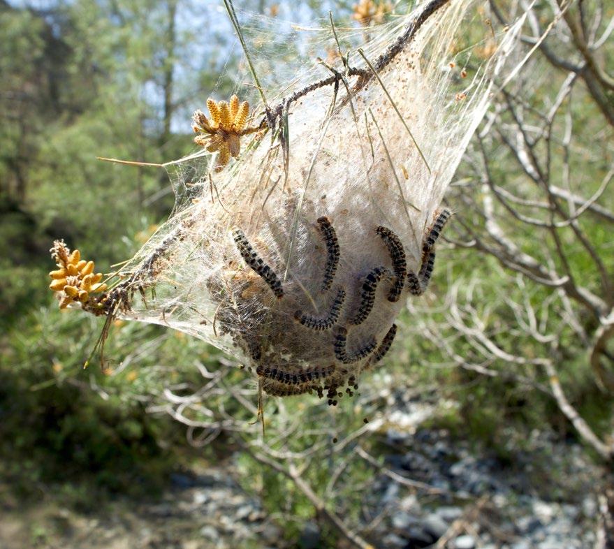 Field Identification Guide Pine processionary moth Photograph: