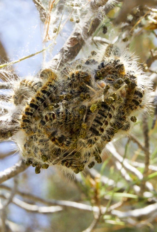 Signs and symptoms Pine processionary moth caterpillars