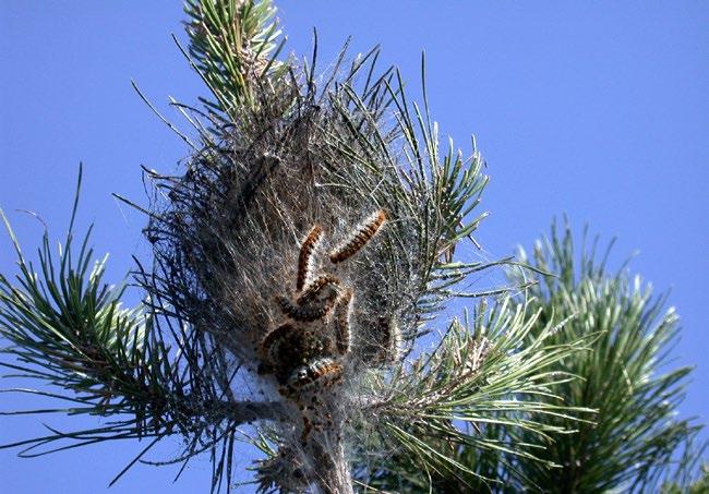 Signs and symptoms Pine processionary moth caterpillars constructing a nest.
