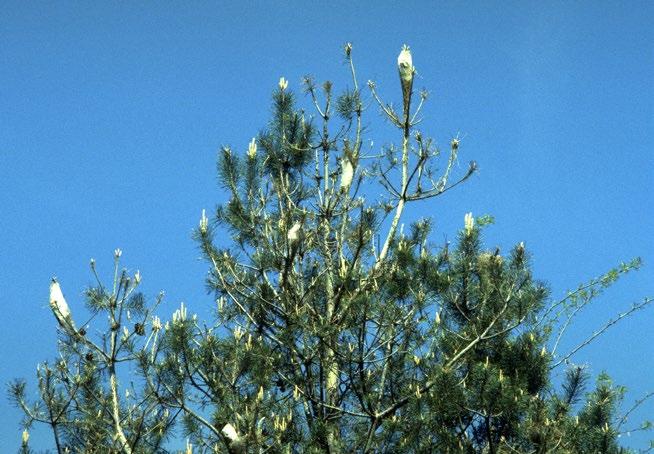 org Multiple pine processionary moth nests within the crown of a pine tree.