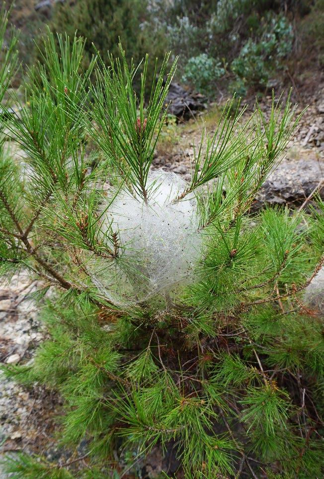Signs and symptoms Fresh pine processionary moth nest in young pine