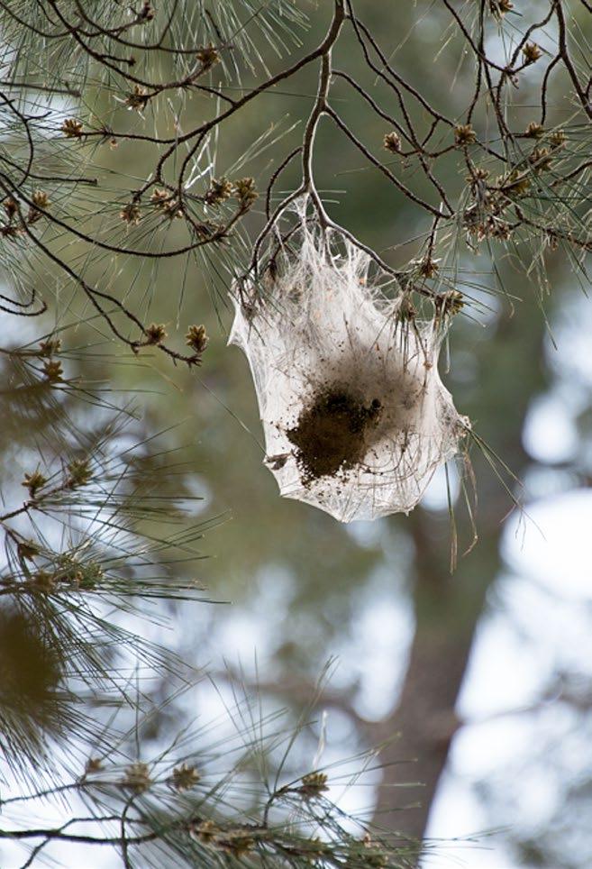 Signs and symptoms Pine processionary moth nest hanging from the
