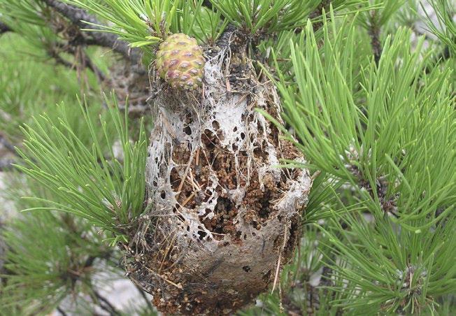 Signs and symptoms Degrading pine processionary moth nest.