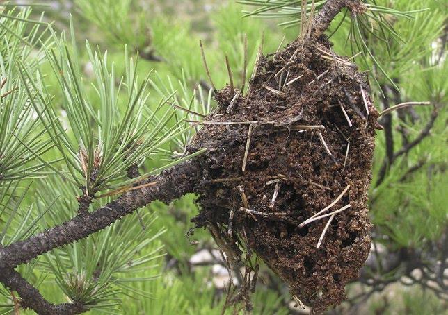 Slovakia, Bugwood.org Degraded pine processionary moth nest.