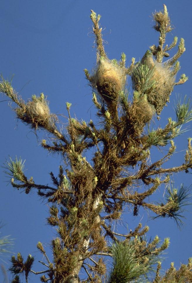 Signs and symptoms Multiple pine processionary moth nests and feeding damage in a pine
