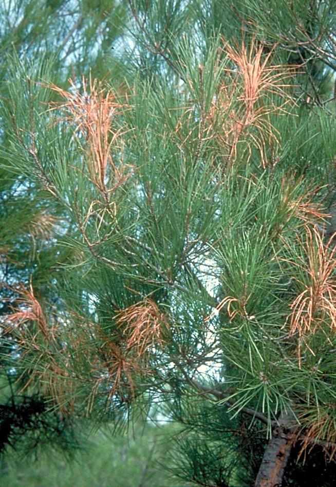 Signs and symptoms Feeding damage and discolouration of pine needles caused by the pine