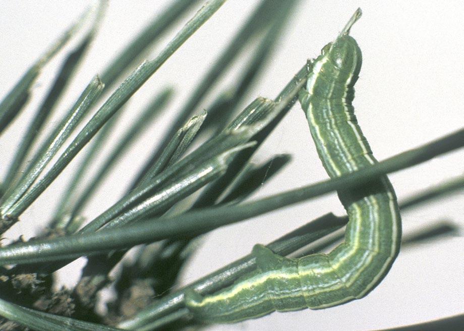 Look-alike signs and symptoms The pine looper moth (Bupalus piniaria) caterpillars can defoliate pine trees from June to October.