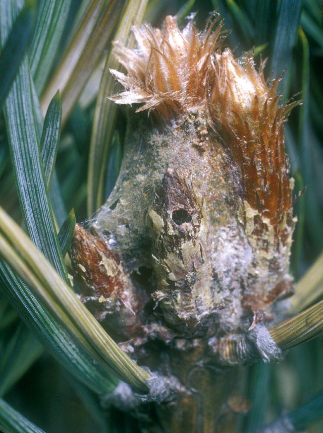 Look-alike signs and symptoms The caterpillars of the pine shoot moth (Rhyacionia buoliana) mine and kill buds and shoots in pine trees during September to June.