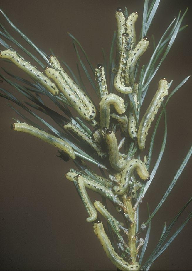 Look-alike signs and symptoms The caterpillars of the common pine sawfly (Diprion pini) feed on pine needles in the summer and can
