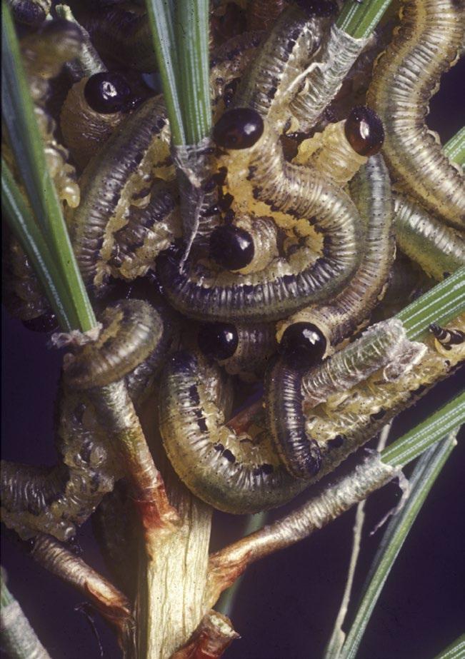Look-alike signs and symptoms The caterpillars of the European pine sawfly (Neodiprion sertifer) feed on pine needles from May to June and often
