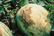 W Disease anagement Diseases that affect watermelons are similar to those of pumpkins. Farmers have reported recently a specific problem that they are encountering with watermelons.