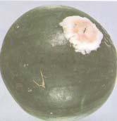 W Fusarium Fusarium is a soil-borne fungus that attacks the roots, stems, and fruit of watermelons. he fungus can attack both sound and wounded tissue.