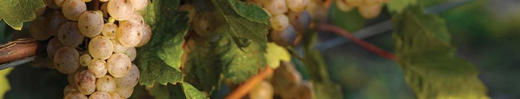 Research News from Cornell s Viticulture and Enology Program Research Focus 2010-1 RESEARCH FOCUS Cornell Researchers Tackle Green Flavors in Red Wines Tim Martinson 1 and Justin Scheiner 2 1 Senior