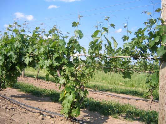 Rainfall and sunlight, of course, affect many different vine processes. More rainfall early in the season spurs more growth, which may lead to more shading in the fruit zone.