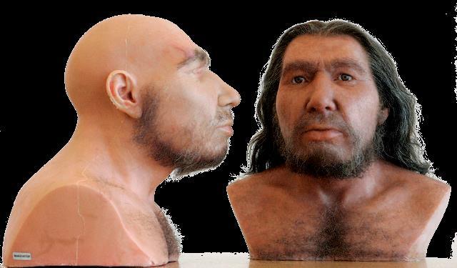 Emerged About 250,000 years ago and split into two distinct groups: Neanderthals and Homo Sapiens Sapiens