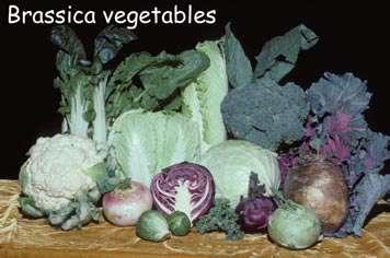 BRASSICAS HAVE MANY FORMS AND USES