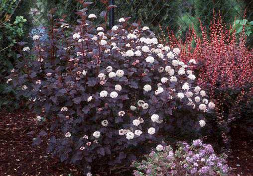 Rosy Red to Burgundy Blooms: White Clusters that