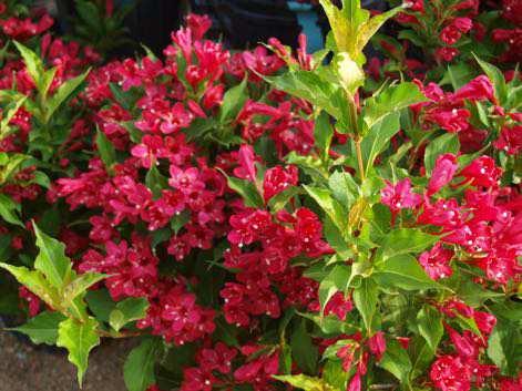 then Red in Fall Blooms: Hot Pink B Weigela Nana