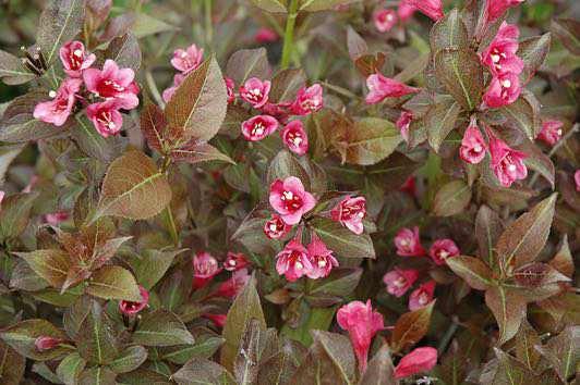 and Creaml Blooms: Rose Pink Weigela Minuet Mature