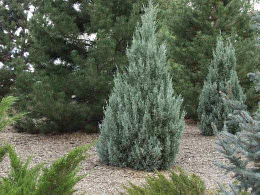 Pine Mature Size: 30 w x 60 h