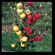 15 Gemini Apple Fruit  Red