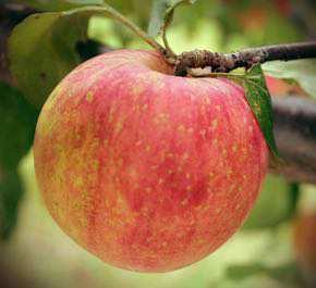 Norkent Apple Fruit Size: 7-8 cm Fruit Color: Red
