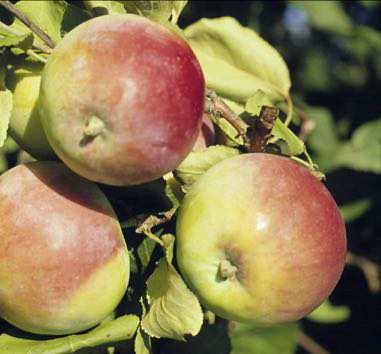 Ruby Apple Fruit Size: 6-7 cm Fruit Color: Dark Red
