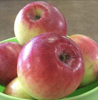 Apple Fruit Size: 7-8 cm Fruit Color: Red blush on