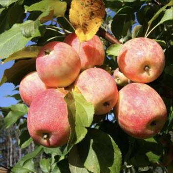 Renown Apple Fruit Size: 4-5 cm Fruit Color: Yellow