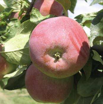 Hardiness: A Wintercheek Apple Fruit Size: 6-8 cm