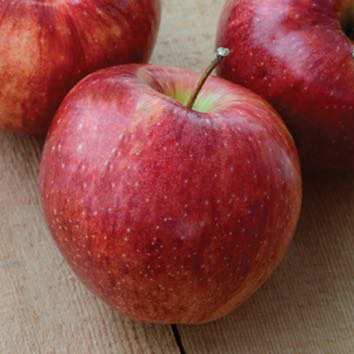 Cooking Hardiness: Prairie Magic Apple Fruit Size: