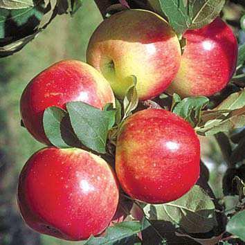 and Baking Hardiness: Rescue Apple Fruit Size: 3-4