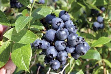 75 cm Fruit Color: Dark Blue Tree