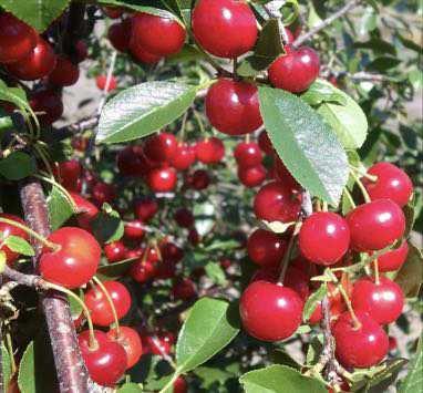 Cherry, Evans Fruit Size: 2-3 cm