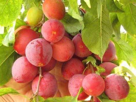 Grape, Eona White Fruit Size: Clusters Fruit